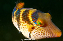 Juvenile triggerfish by Andrea Acri 